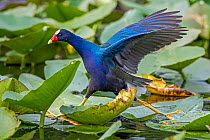 Purple gallinule (Porphyrio martinicus) striding over Lily (Nymphaeaceae) pads. Everglades National Park, Florida, USA. March.