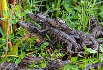 American alligator (Alligator mississippiensis), pod of juveniles resting on top of each other. Everglades National Park, Florida, USA, March.