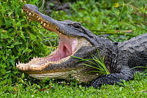 American alligator (Alligator mississippiensis), mouth wide open. Everglades National Park, Florida, USA. March.