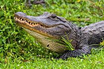 American alligator (Alligator mississippiensis) portrait. Everglades National Park, Florida, USA. March.