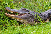 American alligator (Alligator mississippiensis) portrait, mouth open. Everglades National Park, Florida, USA. March.