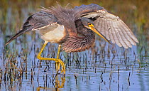 Tricoloured heron (Egretta tricolor) fishing with wings formed into partial umbrella to shade water, making it easier to see prey. At dusk, Myakka River State Park, Florida, USA, March.