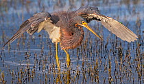 Tricoloured heron (Egretta tricolor) fishing with wings formed into partial umbrella to shade water, making it easier to see prey. At dusk, Myakka River State Park, Florida, USA, March.