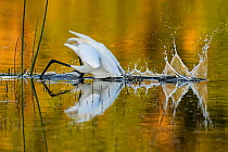Great egret (Ardea alba) diving head into water to catch prey, in evening light. Myakka River State Park, Florida, USA, March. Sequence 1/2.