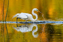 Great egret (Ardea alba) with prey in beak, in evening light. Myakka River State Park, Florida, USA, March. Sequence 2/2.