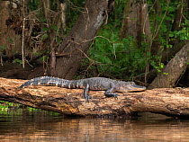 American alligator (Alligator mississippiensis) resting on log at water&#39;s edge, forest behind. Hillsborough River, Florida, USA. March.