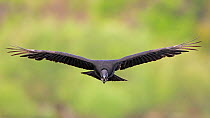 Black vulture (Coragyps atratus) in flight. Myakka River State Park, Florida, USA. February.