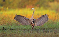 Great blue heron (Ardea herodias) with wings outstretched. Myakka River State Park, Florida, USA. February.