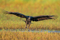 Black vulture (Coragyps atratus) landing with wings outstretched. Myakka River State Park, Florida, USA. February.