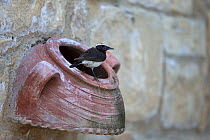 Cyprus wheatear (Oenanthe cypriaca) perched on ceramic pot in wall. Cyprus. April.