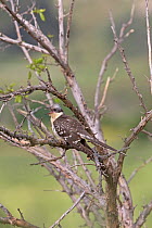 Great spotted cuckoo (Clamator glandarius) perched in tree with open mouth. Cyprus. April.