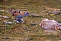 Little crake (Porzana parva) feeding in water amongst stones. Cyprus. April.