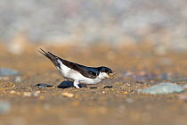 House martin (Delichon urbicum) on ground, collecting sand for nest. Cyprus. April.