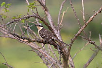 Great spotted cuckoo (Clamator glandarius) perched in thorny bush. Cyprus. April.