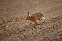 Brown hare (Lepus europaeus) running in field of bare earth. Norfolk, England, UK. March.