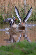 Greylag goose (Anser anser), two on water, exhibiting aggression. Norfolk, England, UK. April.