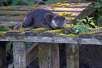 Common otter (Lutra lutra) on old jetty in morning light. East Anglia, England, UK. April.