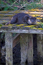 Common otter (Lutra lutra) on old jetty. East Anglia, England, UK. April.