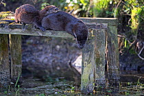 Common otter (Lutra lutra) female and kit resting on old jetty. East Anglia, England, UK. April.