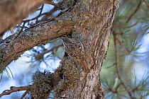 Dorothy&#39;s short-toed treecreeper (Certhia brachydactyla dorotheae) on tree trunk. Cyprus. April.