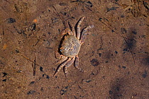River crab (Potamon potamios) on sand. Cyprus. April.