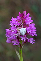 Crab spider (Misumena vatia) on Pyramidal orchid (Anacamptis pyramidalis) flower. Cyprus. April.