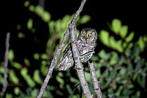 Cyprus scops owl (Otus cyprius) perched on branch at night. Cyprus. April.