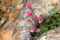 Three-leaved gladiolus (Gladiolus triphyllus) in rock crevice. Cyprus. April.