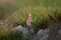 Chukar partridge (Alectoris chukar) standing on rocks in morning light. Cyprus. April.