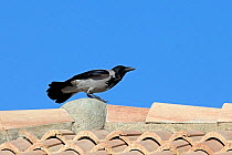 Hooded crow (Corvus cornix) on rooftop. Cyprus. April.