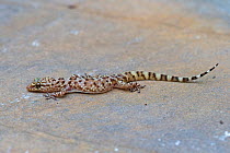 Mediterranean house gecko (Hemidactylus turcicus). Cyprus. April.