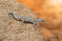 Kotschy&#39;s gecko (Mediodactylus kotschyi) camouflaged on rock. Cyprus. April.