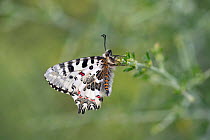 Eastern festoon (zerynthia cerisy) butterfly. Cyprus. April.