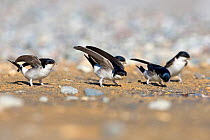 House martin (Delichon urbicum) group on ground, collecting sand for nests. Cyprus. April.