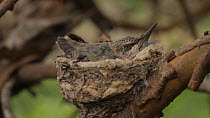 Anna's Hummingbird (Calypte anna) chick, sleeping in nest, Southern California, USA, March.