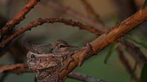 Anna's hummingbird (Calypte anna) chick in nest, exploring nest area with its tongue, Southern California, USA, March.