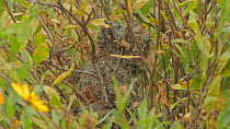 Bushtit (Psaltriparus minimus) returning to nest to feed chicks, Southern California, USA, April.