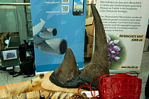 Confiscated Rhino horn, German Federal Nature Conservation Agency (BfN), with a display of other CITES protected wildlife products at Dsseldorf Airport, Germany. 26th June 2015