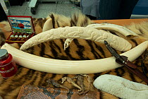 Confiscated elephant ivory products, tiger skin and seahorses, German Federal Nature Conservation Agency (BfN), with a display of other CITES protected wildlife products at Dusseldorf Airport, Germany...