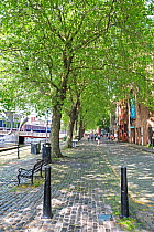 Avenue of London Plane Trees (Platanus x hispanica) Bristol Docks, Bristol UK May 2019
