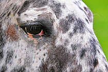 Close up of head/eye, female Appaloosa horse. Domesticated. Bristol, UK