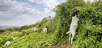 Goats grazing in enclosure, WWII anti aircraft gun battery, Purdown Hill, Stoke Park Estate, Bristol, UK, July. The goats help keep plant growth under control.