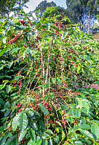 Coffee plant (Coffea arabica) plant with ripe coffee berries, Coorg , India