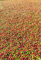 Coffee (Coffea arabica) berries at various stages of drying in the sun. Cemented yards ensure uniform and quick drying. Usually drying takes about 10-12 days. Coorg, Western Ghats, India