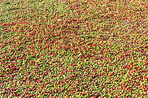 Coffee (Coffea arabica) berries at various stages of drying in the sun. Cemented yards ensure uniform and quick drying. Usually drying takes about 10-12 days. Coorg, Western Ghats, India