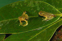 Froglets of Malabar gliding frog ( Rhacophorus malabaricus) in developing stage. Amboli, Maharashtra, India. Endemic to Western Ghats.
