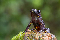 Malabar torrent toad (Ghatophryne ornata) Wayanad, Kerala, Western Ghats, India. Endangered & Endemic to Western Ghats.