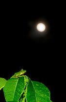 Malabar Gliding frog ( Rhacophorus malabaricus) on full moon night. Endemic to Western Ghats.