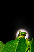 Malabar gliding frog (Rhacophorus malabaricus) on full moon night. Endemic to Western Ghats.
