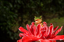 Malabar gliding frog (Rhacophorus malabaricus) in ginger flower, Endemic to Western Ghats. Controlled conditions